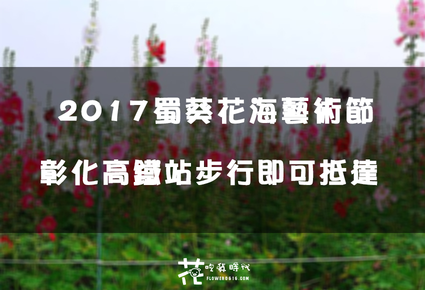 【彰化│田中】2017蜀葵花海藝術節/落羽松林。3/18花況。彰化高鐵站步行可抵達