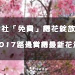 【台中│新社】新社櫻花炸開！ 路邊賞櫻免門票 『2017.4.3 櫻花花況』