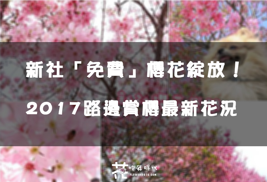 【台中│新社】新社櫻花炸開！ 路邊賞櫻免門票 『2017.4.3 櫻花花況』