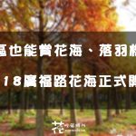 【台中│西屯】市區也能賞花海、落羽松林? 2018廣福路花海正式開跑