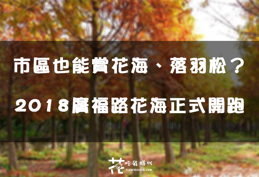 【台中│西屯】市區也能賞花海、落羽松林? 2018廣福路花海正式開跑