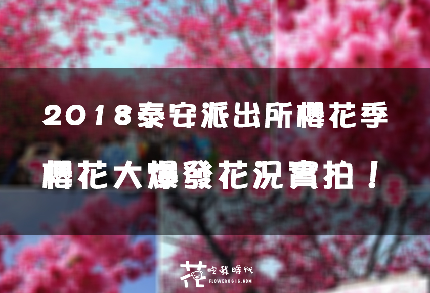 【台中│后里】櫻花大爆炸 2018泰安派出所櫻花季開跑! 2/23花況：約8成