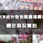 【台中│新社】沐心泉休閒農場 櫻花季 -2/22花況