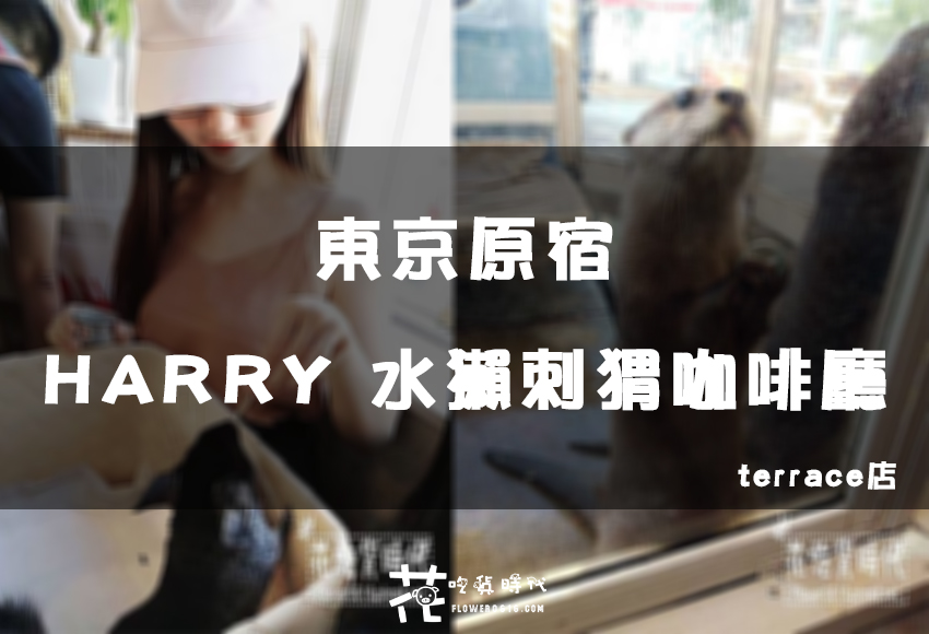 【東京原宿】HARRY 水獺刺猬咖啡廳 terrace店