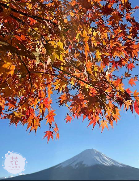 【東京、京都賞楓自由行】日本最佳賞楓時間怎麼選？富士山楓葉迴廊、嵯峨嵐山、清水寺、東福寺賞楓行程推薦