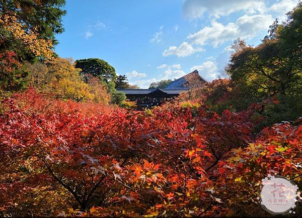 【東京、京都賞楓自由行】日本最佳賞楓時間怎麼選？富士山楓葉迴廊、嵯峨嵐山、清水寺、東福寺賞楓行程推薦