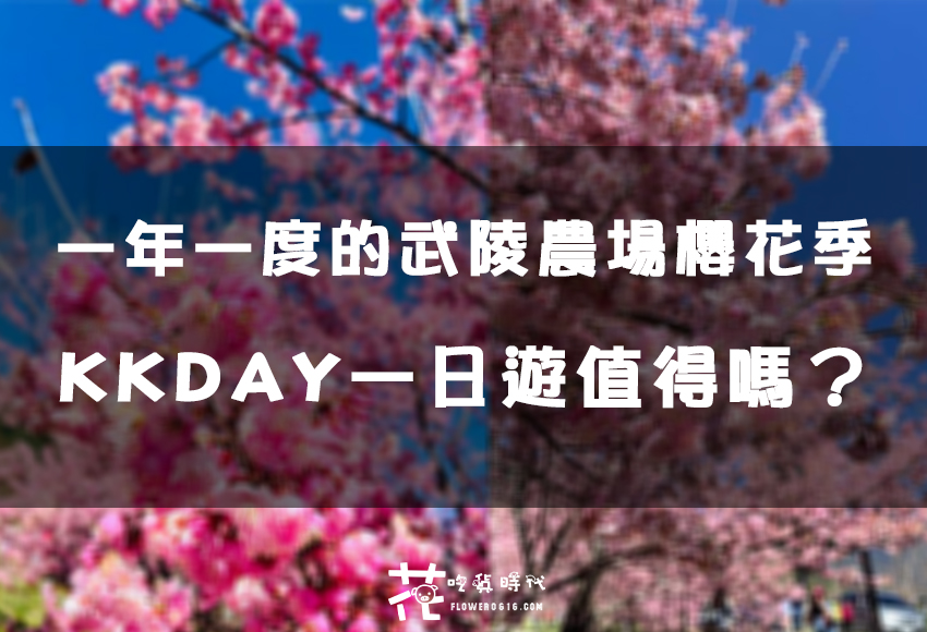 【櫻花現況】一年一度的武陵農場櫻花季已滿開！KKDAY一日遊台中出發行程值得嗎？