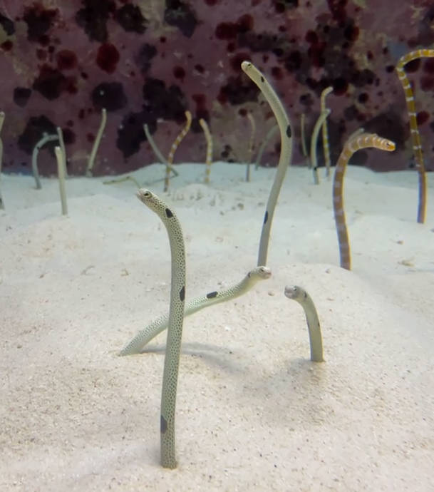 沖繩美麗海水族館KKDAY中北部一日遊行程