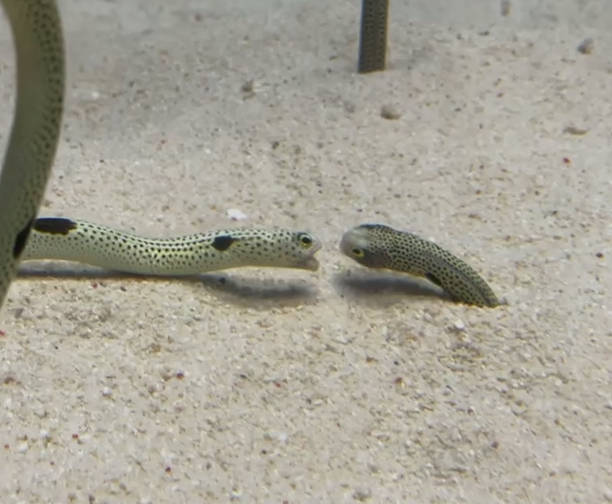 沖繩美麗海水族館KKDAY中北部一日遊行程