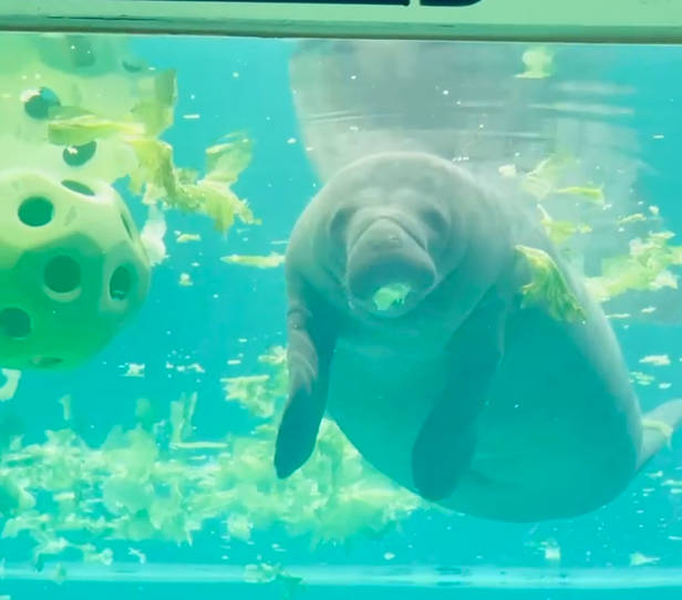 沖繩美麗海水族館KKDAY中北部一日遊行程