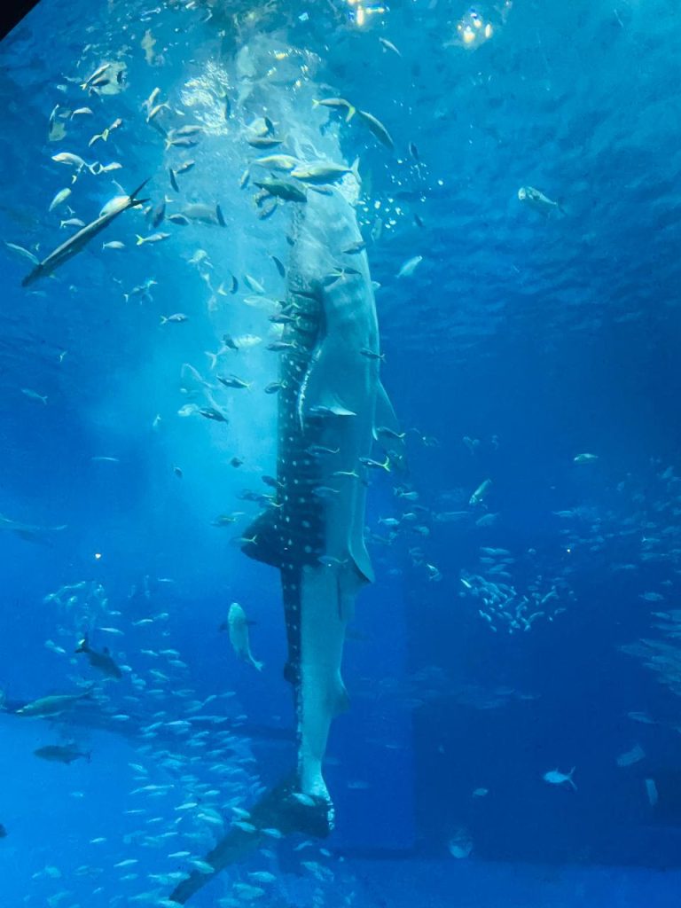 沖繩美麗海水族館KKDAY中北部一日遊行程