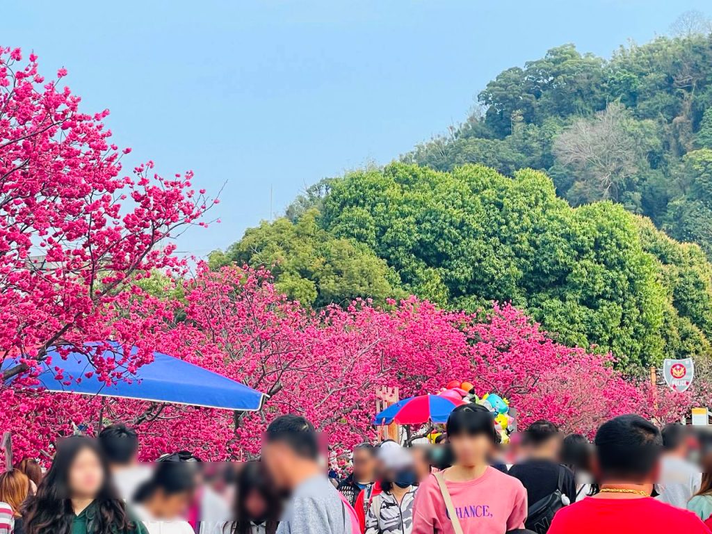 2025泰安櫻花季